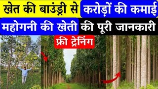 1 एकड़ से 2 करोड की कमाई महोगनी की खेती से ? Mahogany Tree Farming in India | Mahogany Tree Price