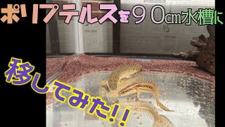 90cm ポリプテルス　古代魚水槽　移し替え！［DIY］手作り水槽台！遂に90㎝水槽へ！水槽台もツーバイ材で安く抑えよう！人吉の方より、思わぬプレゼントも頂きました！