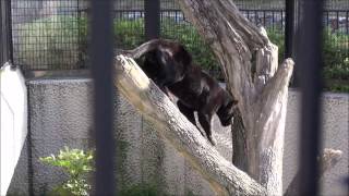 クロジャガー「ボスキ」2017年4月12日撮影。Black jaguar@Kagoshima Municipal Zoo