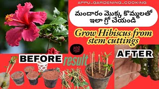 మందారం మొక్క కొమ్మలతో ఇలా గ్రో చేయండి💯Result|#hibiscus from Stem Cuttings||@appu_Gardening_Cooking