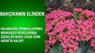 Bahçıvanın Elinden - Çiçeklerin Uzun Süre Hayatta Kalması İçin Yapılması Gerekenler