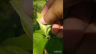 របៀបកាត់មែកត្របែក How to cut a branch.