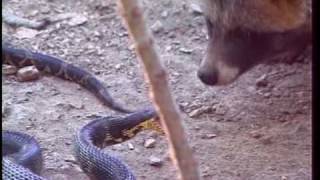 Еноты и змея Raccoon dogs vs Amur rat snake