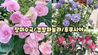 봄을 대표하는 꽃 장미수국/겹캄파눌라/요정의 날개짓 후쿠시아/Hydrangea/Bell flower/Fuchsia