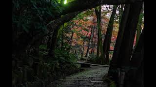 年末の準備が進む成田山と成田山公園の紅葉