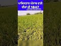 pusa basmati 1847 pbw 826