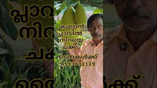 കുഞ്ഞിലേ ചക്ക നിറയെ വരിക്ക #gardening #kollamfoodies #musicgenre #fishing #garden #foodie #musicstyl