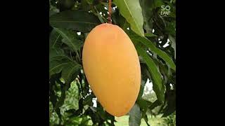 Sindhu is the seedless variety of Mango. It is a cross between Ratna x Alphonso #agriculture