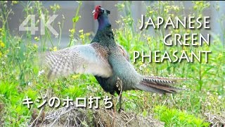 野鳥撮影・ キジの母衣打ち（ホロ打ち）