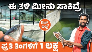 ಈ ತಳಿಯ ಮೀನು ಸಾಕಿದ್ರೆ ತಿಂಗಳಿಗೆ 1 ಲಕ್ಷ ಆದಾಯ | ಮರ್ರೆಲ್ ಮೀನು ಸಾಕಾಣಿಕೆ | Murrel Fish Cultivation