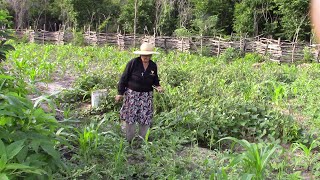 MÃE NA ROÇA COLHENDO FEIJÃO E  MUITAS  MELANCIAS