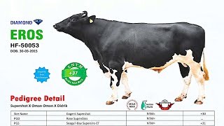 HF Jarsi Denmark Bull List 50053 40116 40120 40128 40146 Sag NDDB American Bull Imported Bull 2022