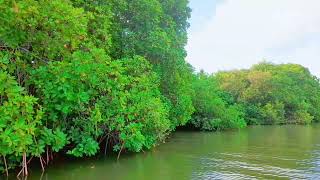 കണ്ടൽക്കാട് 7 | ഇത്തിക്കര പരവൂർ| inside of a mangrove forest