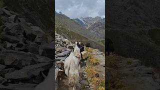 Extreme Mountain Yaks: #youtubeshorts #mountains #wildlife #himalayas #nature