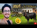 Biggest qurbani animals on Eid UL Adha 2026 | most expensive secrifice animal #qurbani2026 