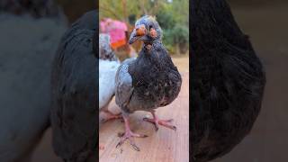 Kalapati Pox Treatment - Pigeon pox Remove  #Pox #remove #video #pets #shorts