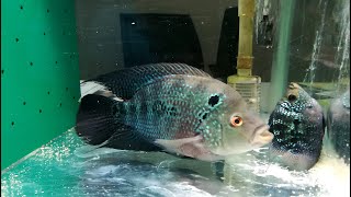 Short body Flowerhorn spawning｜Aquarium｜羅漢魚和短身羅漢魚產卵