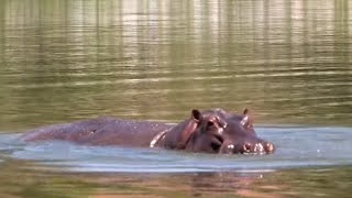 A 1500 kg pet