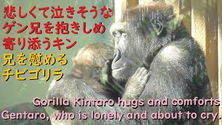 Gorilla Kintaro hugs Gentaro and comforts him by cuddling him as he is sad and about to cry.