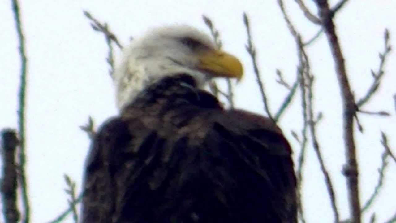 Amarican Bald Eagle In Hd Nature Wildlife Birding Youtube