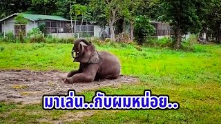 ความน่ารัก แสนรู้ของ พลายคำน้อย