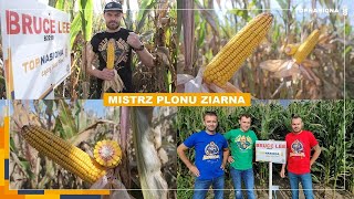 🌽 B2218 Bruce Lee - Mistrz plonu ziarna | Kukurydza na ziarno | Top Nasiona