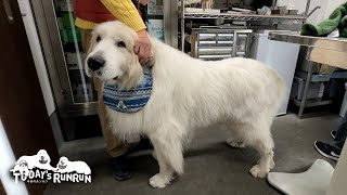 脱臼後の経過は順調だけどもう少し安静が必要なアランです　Great Pyrenees　グレートピレニーズ