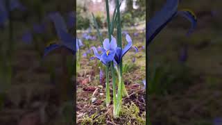 Dutch iris 😍 #flowergardening #fallplanting #flowerbulbs #iris