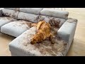Dog Makes Muddy Mess 😮🤣| FUNNIEST Animal Videos