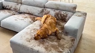 Dog Makes Muddy Mess 😮🤣| FUNNIEST Animal s