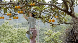 Spend 1 day to turn loquat into jam