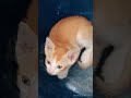 ஆமா பசும் பாலே த வேணும் shashasha0709 cat funny cstlovers shortsfeeds