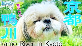 京都 加茂川(鴨川)で犬さんぽ2 Take a walk The Kamo River in Kyoto2