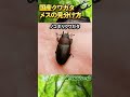 主な国産クワガタのメスの見分け方！特徴を知れば分かります♪