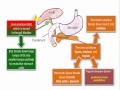 WCLN - Lipid Digestion - Biology