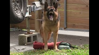 Guard Dog Training Step by Step!