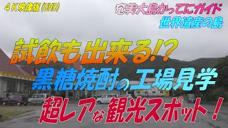 【奄美大島】試飲も出来る！黒糖焼酎の工場見学