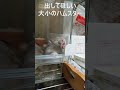 出してほしいハムスター　 きなことシャチ ハムスター