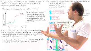 Cholesterol and Fatty Acids Regulate Membrane Fluidity