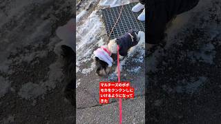 ［5ヶ月子犬］ミックス犬マルキーのモカ1.3キロに近付くマルチーズのポポ2歳1.6キロ何か変化 #クンクン #マルキー #マルキーのモカ #マルチーズ #マルチーズのポポ #多頭飼い犬 #お散歩