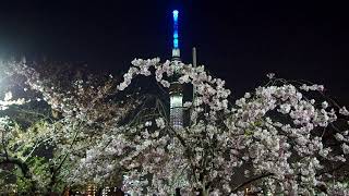 隅田公園　築山　「八重しだれ桜」✿　台東区 浅草　♪　隅田川　屋形船　☆　東京スカイツリー　ライトアップ　虹色　2022 4/7　Tokyo Skytree  Cherry Blossoms