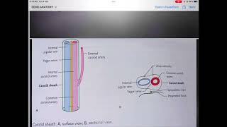 DEEP CERVICAL FASCIA AND CAVERNOUS SINUS BY- DR.PRIYANKA PANDEY