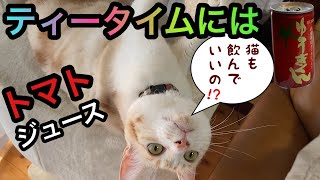 紅茶カップでトマトジュースを飲む猫⁉︎大地の恵みに感謝です。