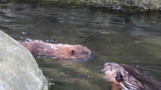 連れ戻されるビーバーの赤ちゃん(みさき公園)