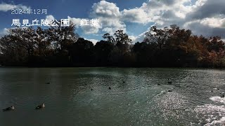 馬見丘陵公園　紅葉2024