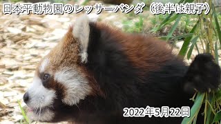 日本平動物園のレッサーパンダ（後半はニコ＆かずのこ親子）2022・5・22