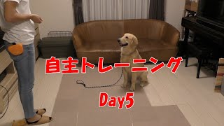 ドッグトレーナーさんとのトレーニングの復習！ゴールデンの子犬（７ヶ月）躾　トレーニング　自主トレーニング Day5【Joe Life】