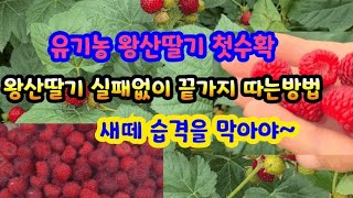 [라즈베리] 왕산딸기 아시죠? 유기농  라즈베리가 빨갛게 익어 따기 시작해요~첫수확판매