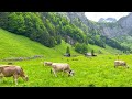 seealpsee switzerland 4k amazing beautiful nature scenery for relaxation heaven on earth