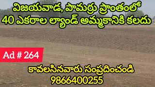 40 Acres Land For Sale in Vijayawada, Pamarru | పామర్రు || Amaravathi || 9866400255